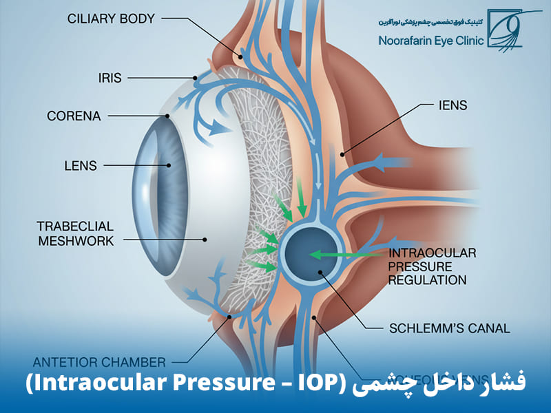 حفظ فشار داخل چشمی (IOP) و شکل کره چشم