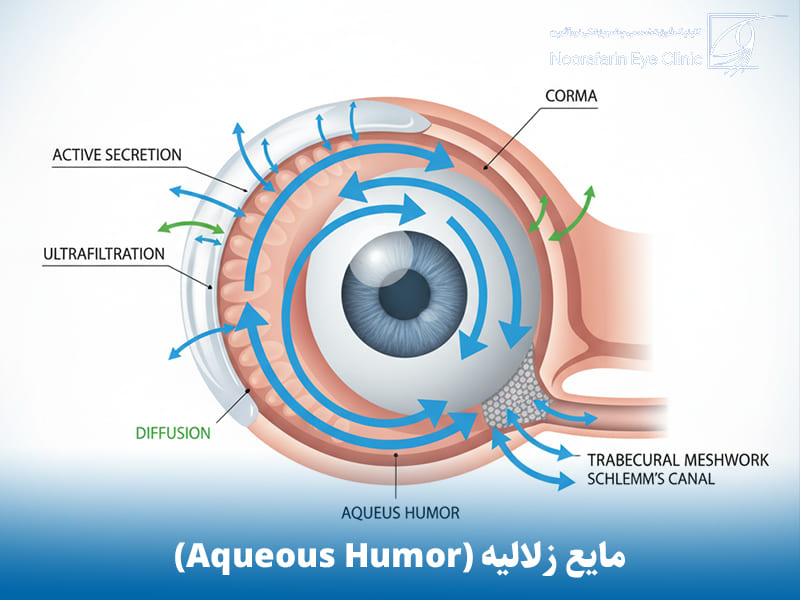 مایع زلالیه (Aqueous Humor): مایع حیاتبخش قدامی چشم