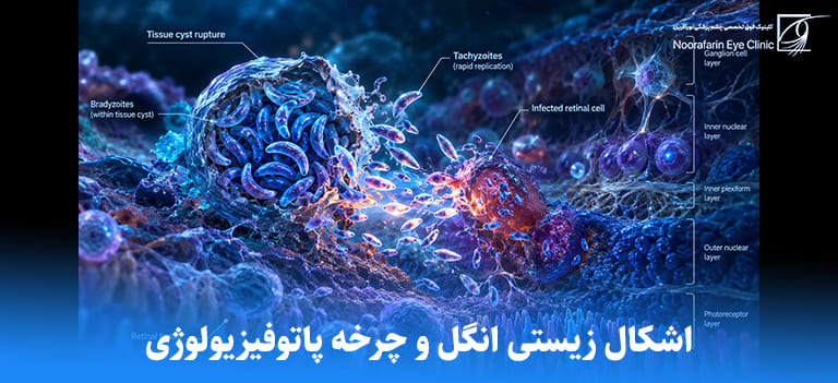 اشکال زیستی انگل و چرخه پاتوفیزیولوژی